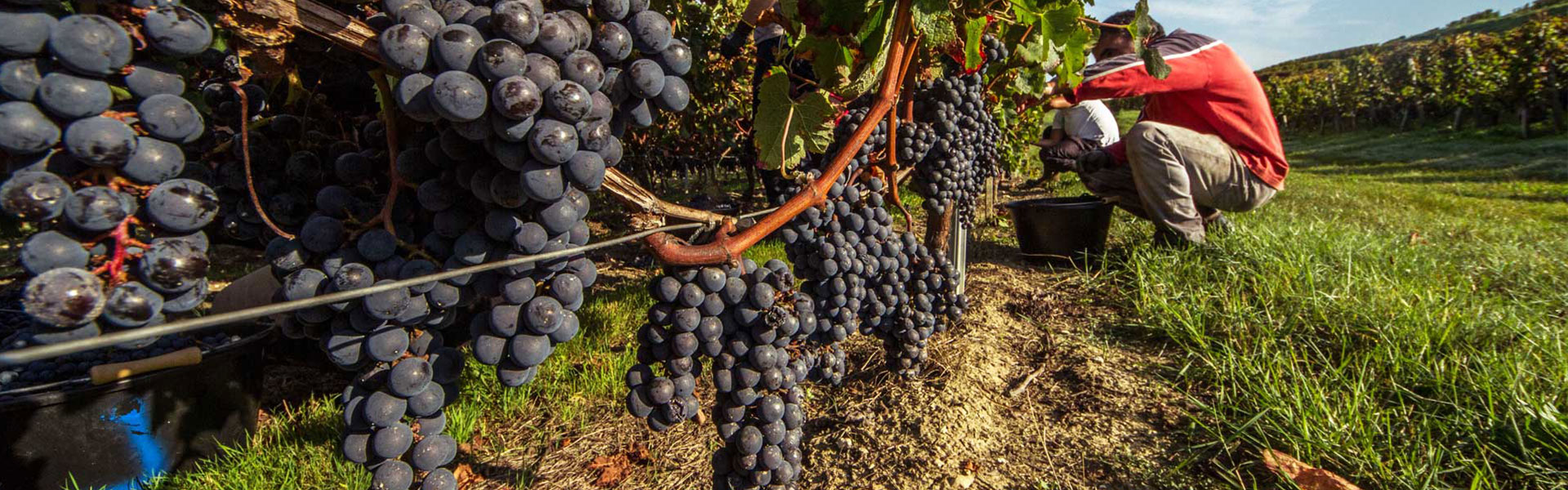 Vendanges 2014